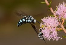 Landcare looking for leaders