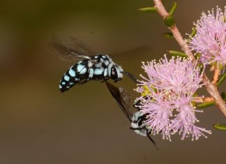 Landcare looking for leaders