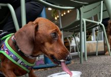 Push for dine-in dogs