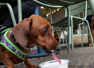 Push for dine-in dogs