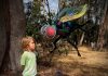 Insect Expo brings giant blowflies