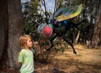 Insect Expo brings giant blowflies