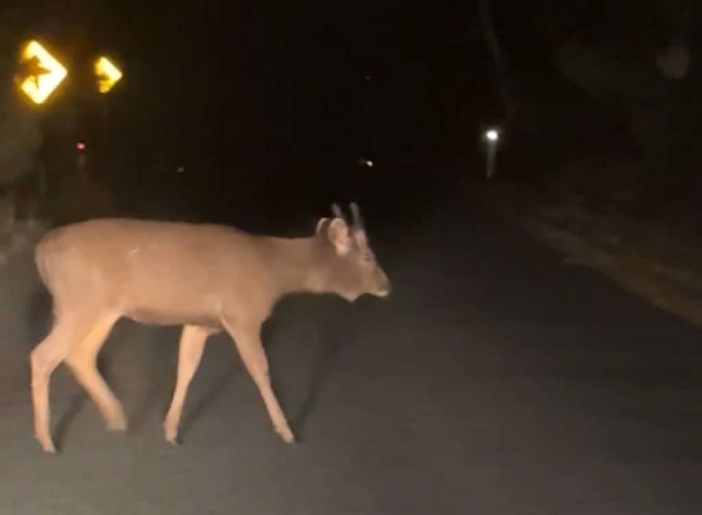 Deer control to begin