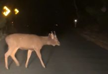 Deer control to begin