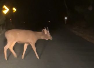 Deer control to begin