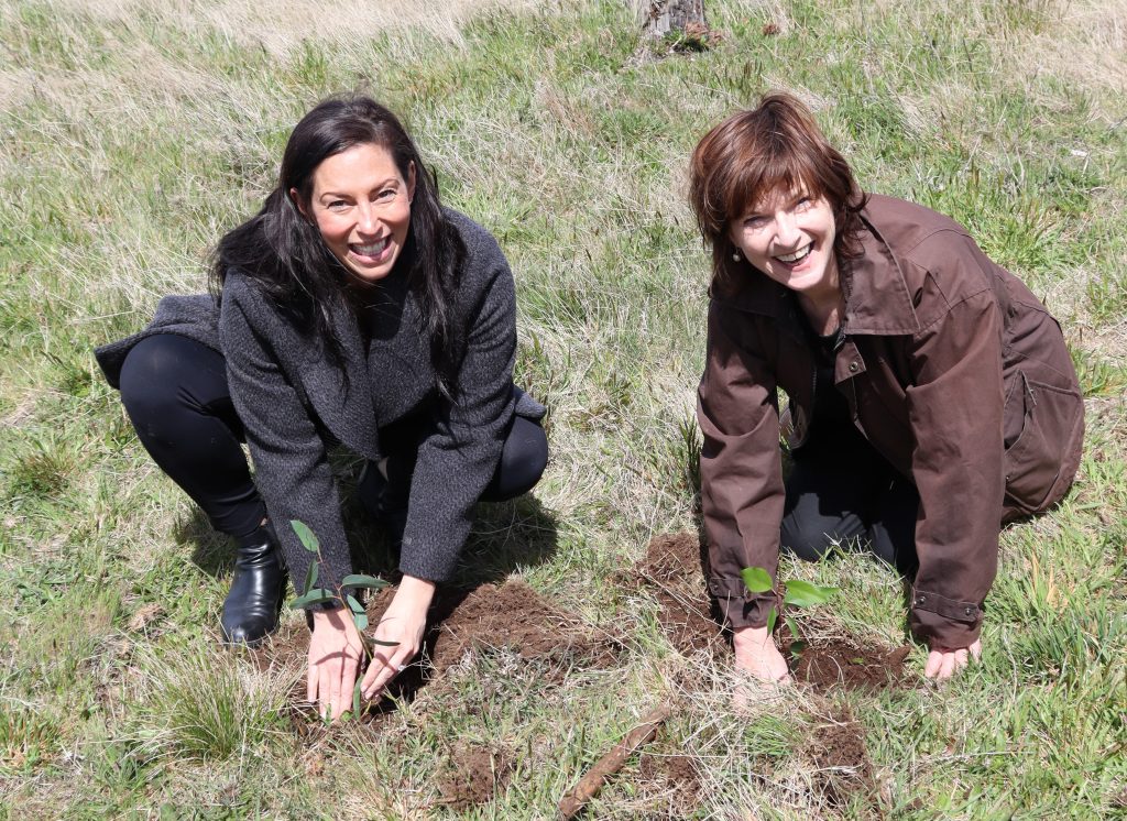 Reforestation takes seed