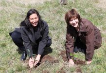 Reforestation takes seed