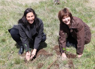 Reforestation takes seed