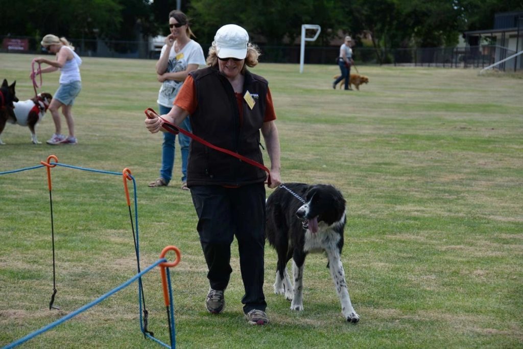 Dog club celebrates 40 years… or 280 in dog years