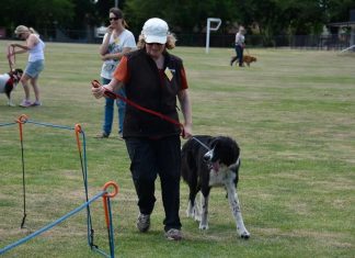 Dog club celebrates 40 years… or 280 in dog years