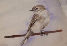 Presenting The Feathered Five