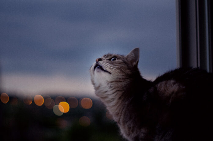 Close-Up Of A Cat Looking At Window