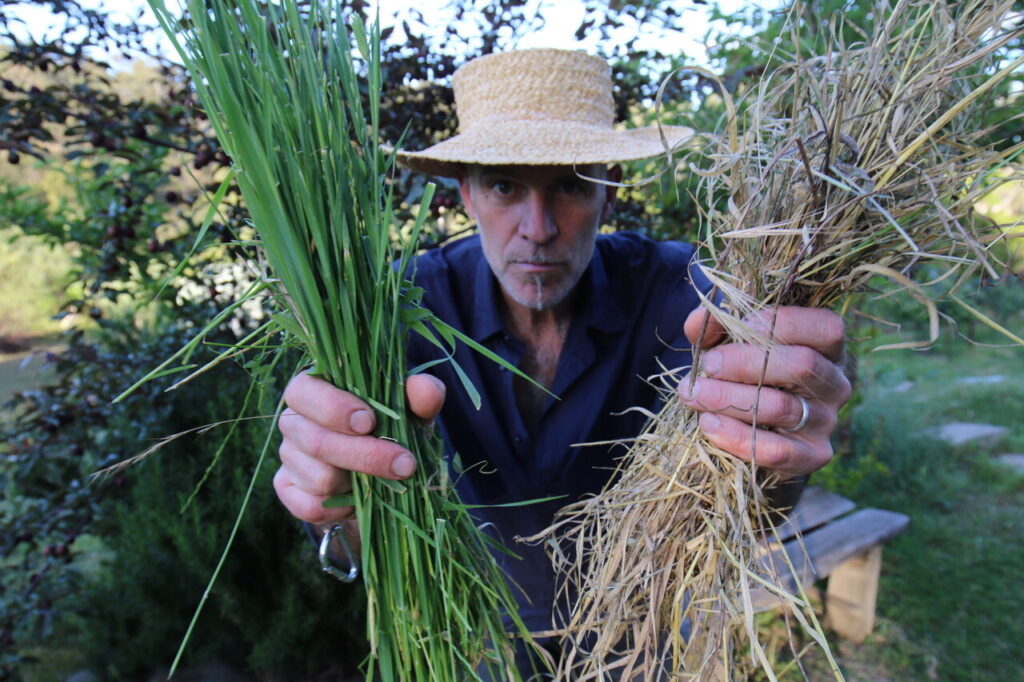 Dry grass and pea straw, not what you might think