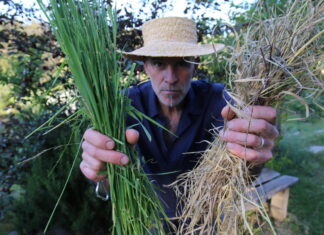 Dry grass and pea straw, not what you might think