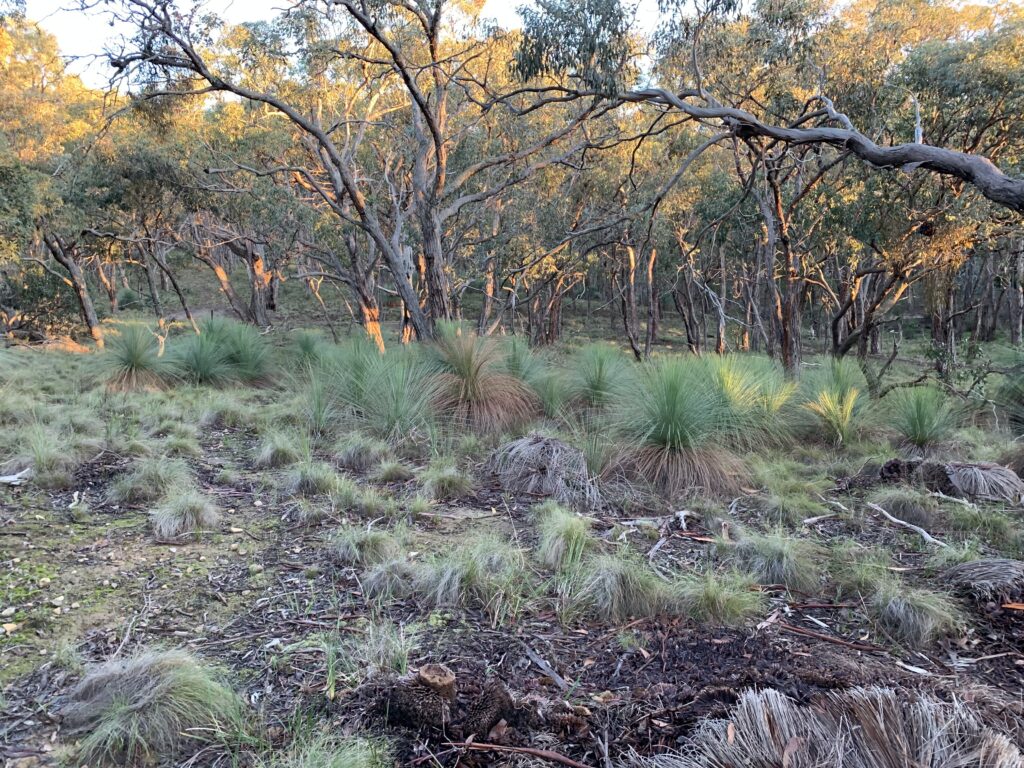 Short-term thrill, long-term wound