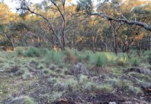 Short-term thrill, long-term wound