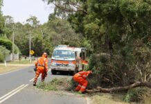 Trees down, buildings damaged across the region