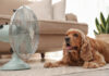 RSPCA Victoria warns pets suffering in dangerous hot weather