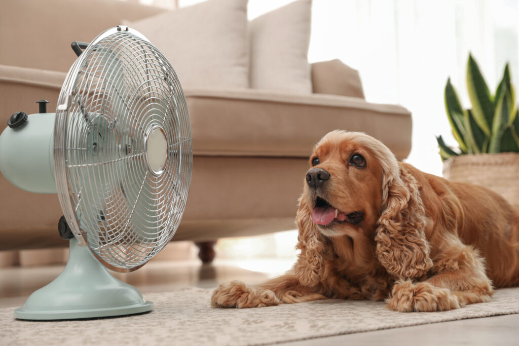 RSPCA Victoria warns pets suffering in dangerous hot weather