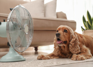 RSPCA Victoria warns pets suffering in dangerous hot weather