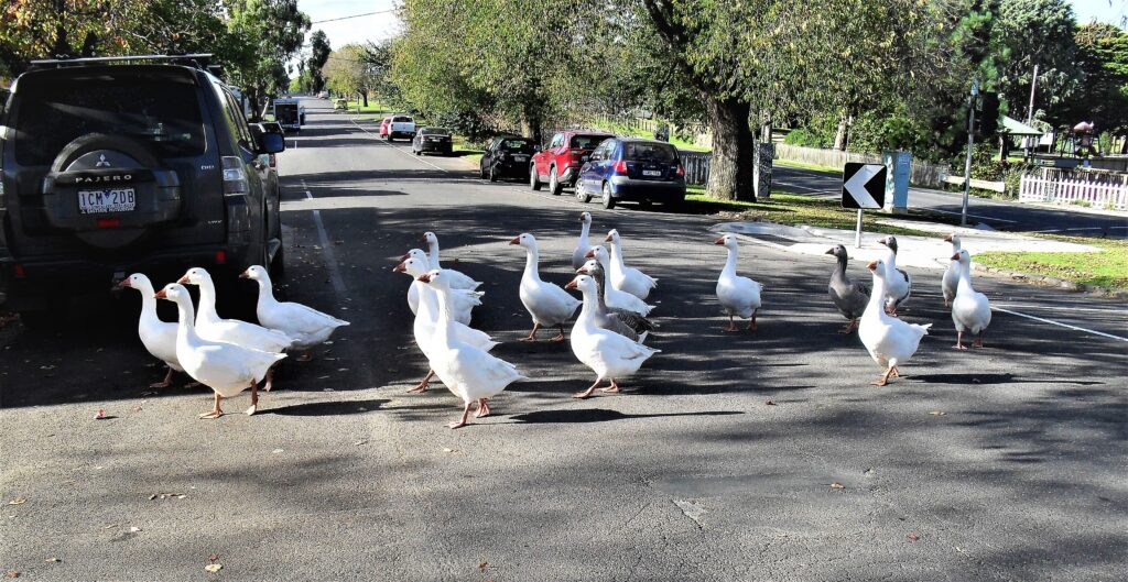 Population fear in Riddells Creek