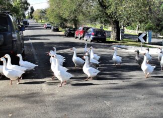 Population fear in Riddells Creek