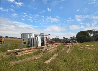 Logging truck tips and loses load