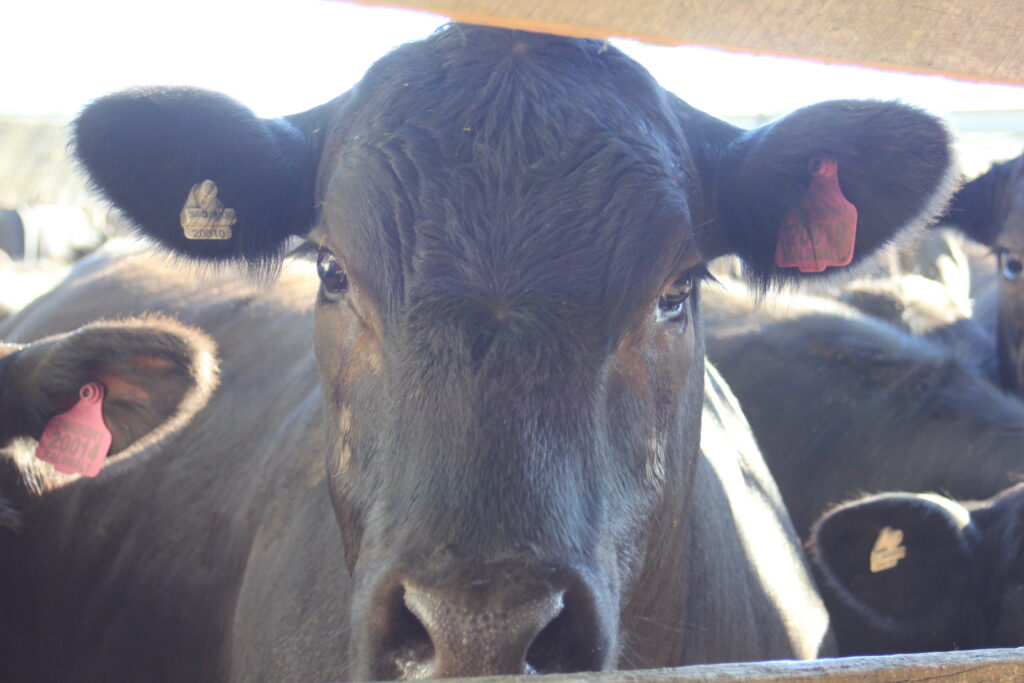 Weaner sale on next week