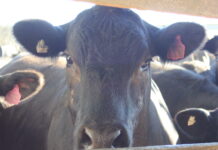 Weaner sale on next week