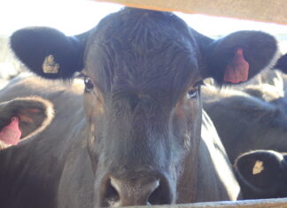 Weaner sale on next week