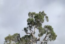 Castlemaine exhibition to honour much-loved Guildford Big Tree