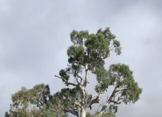 Castlemaine exhibition to honour much-loved Guildford Big Tree