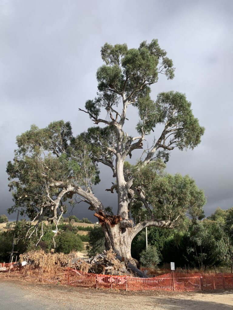Castlemaine exhibition to honour much-loved Guildford Big Tree