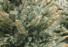 Ranges residents can dispose of their festive tree for free