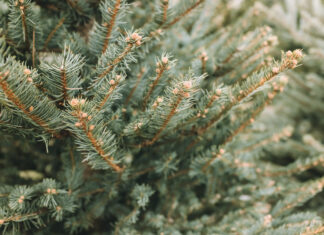 Ranges residents can dispose of their festive tree for free