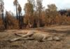 Wildlife burnt, respondents at odds