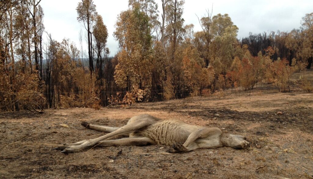 Wildlife burnt, respondents at odds