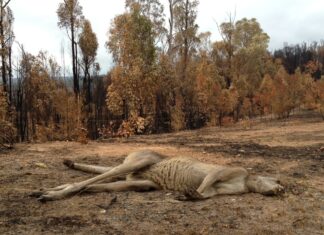 Wildlife burnt, respondents at odds