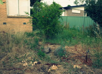 It truly is the world’s ugliest lawn