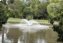 Mass fish death at Malmsbury