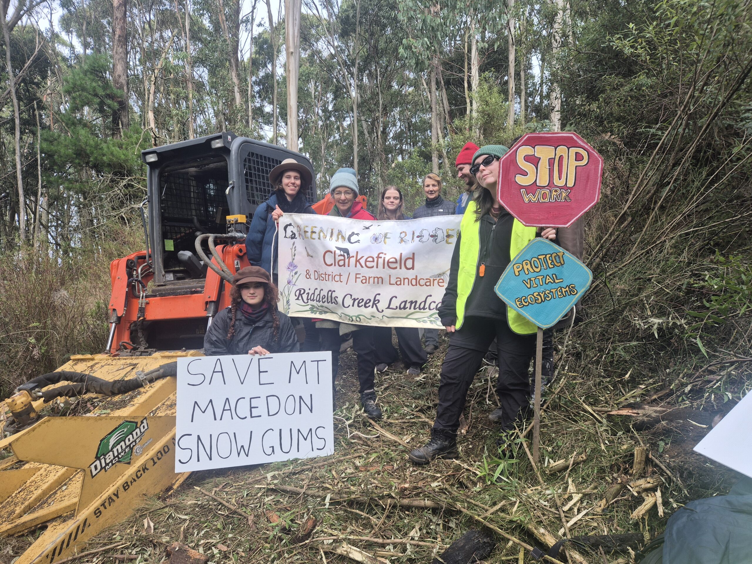 Snow gums to be removed for view