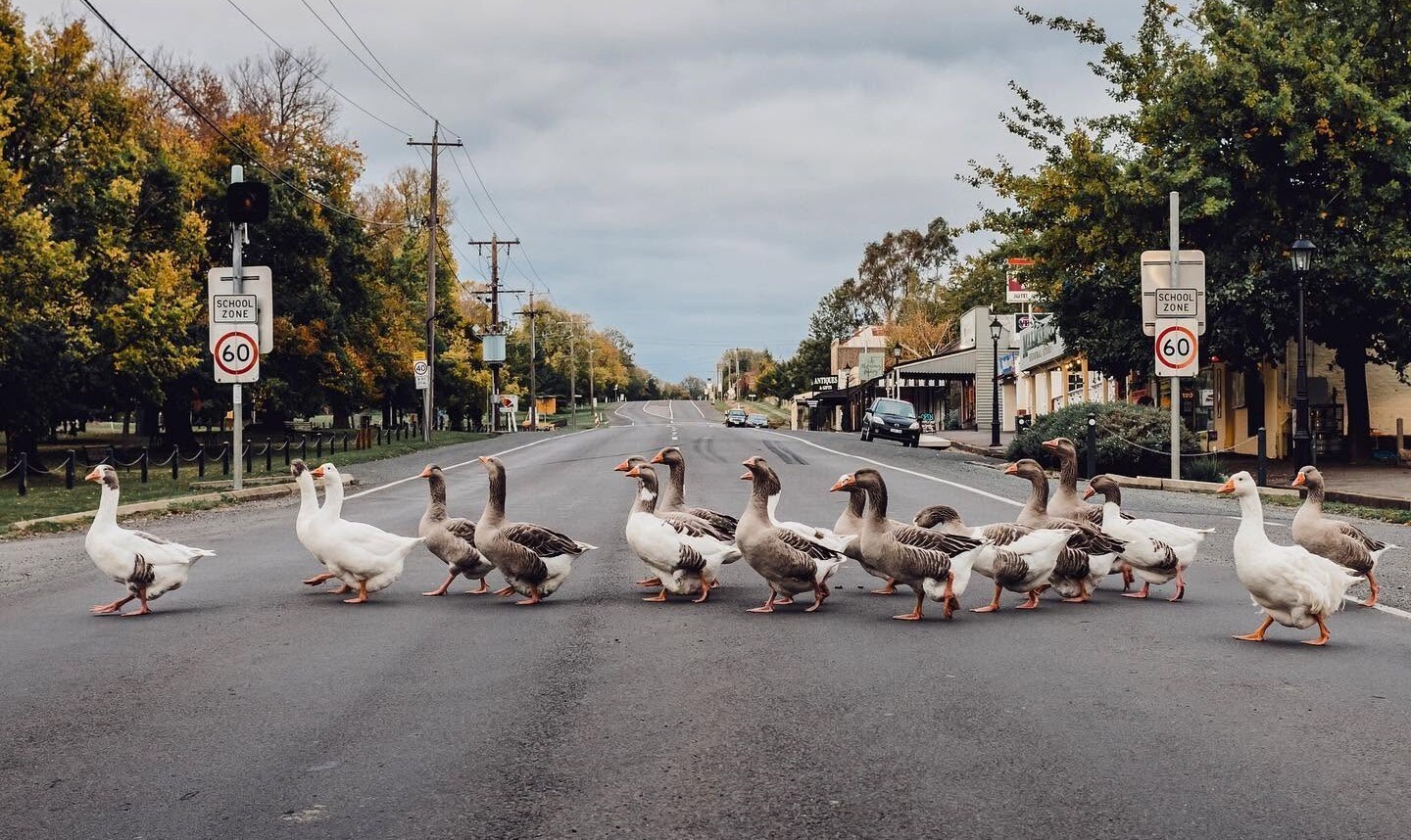 Car ploughs into geese