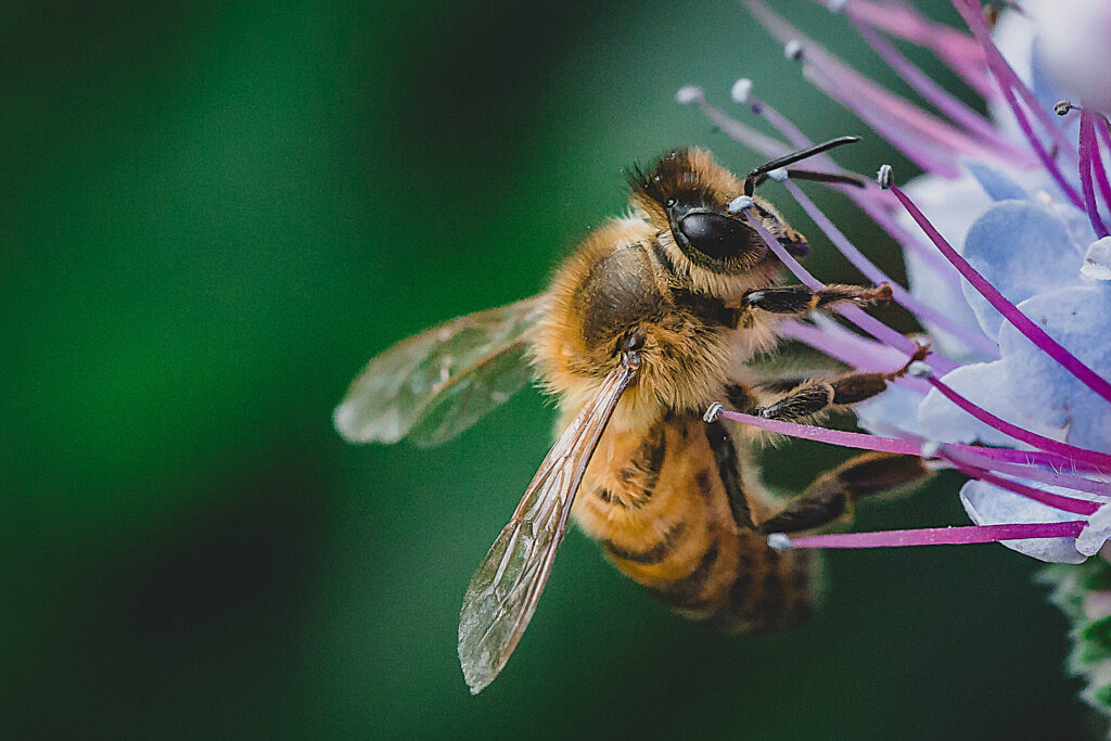 Local bee losses alarming